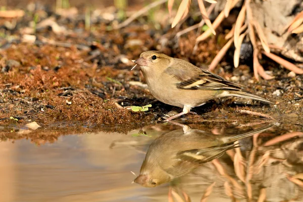 Gölette yaygın yeşil ispinoz (Chloris chloris))