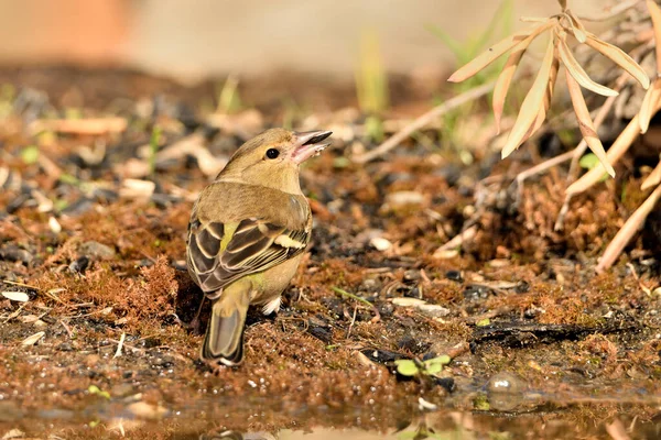 Chaffinch yerde tohum yiyor (Fringilla coelebs)