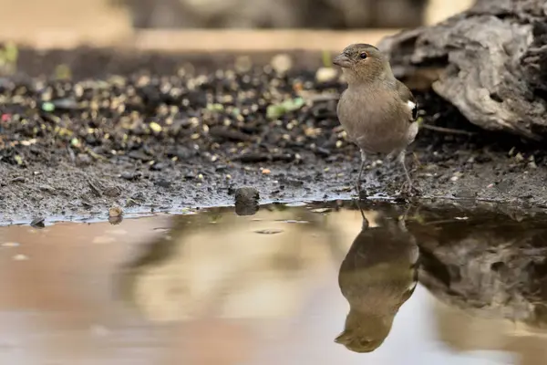 Chaffinch gölet zeminine tünemişti (Fringilla coelebs)