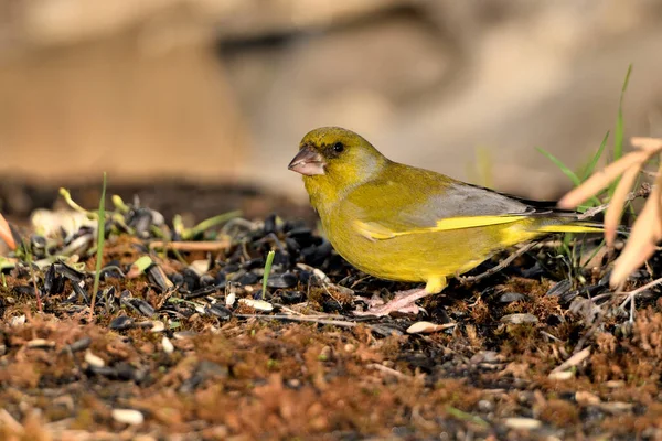 Yerde genel yeşil ispinoz profili (Chloris chloris)