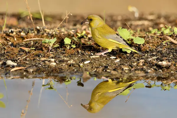 stock image Common greenfinch in the pond (Chloris chloris)