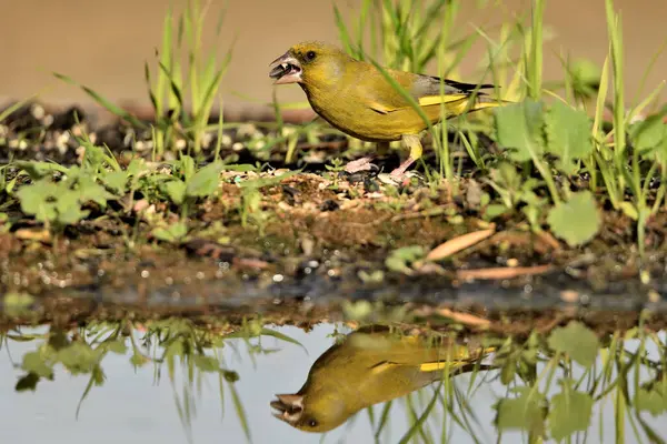 stock image Common greenfinch in the pond (Chloris chloris)