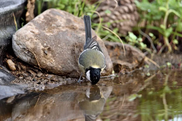 stock image Great tit in the forest pond (Parus major)