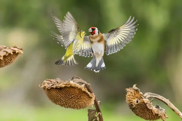 Goldfinch Lutando Girassol Spinus Spinus Fotos De Bancos De Imagens