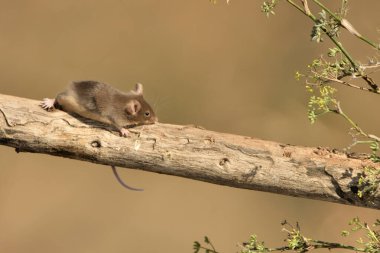 Yeşil arka planı olan bir dala tünemiş sıradan bir fare (mus musculus)