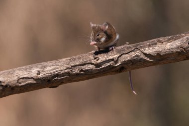Yeşil arka planı olan bir dala tünemiş sıradan bir fare (mus musculus)