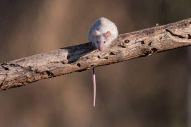 Yeşil arka planı olan bir dala tünemiş sıradan bir fare (mus musculus)