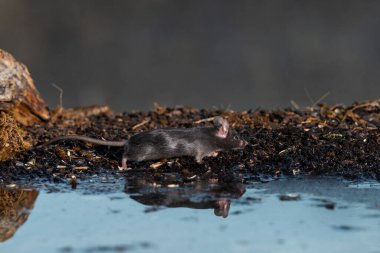 Parkın göletinde yaygın bir fare (mus musculus)