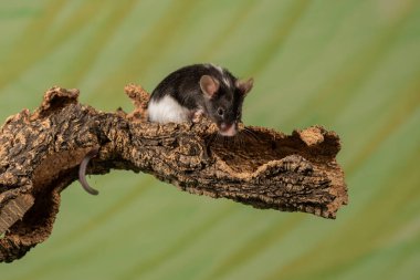 Yeşil arka planı olan bir dala tırmanan sıradan bir fare (mus musculus)