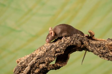 Yeşil arka planı olan bir dala tırmanan sıradan bir fare (mus musculus)