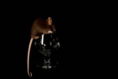 Bir bardak likörün içinden tırmanan sıradan bir fare (mus musculus)