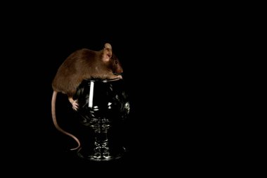 Bir bardak likörün içinden tırmanan sıradan bir fare (mus musculus)