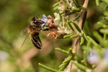 Biberiye çiçeğindeki Avrupa arısı (Apis mellifera)