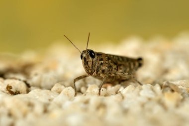 Küçük bir çekirgenin makro fotoğrafı.