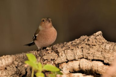Bir dalda kestane ağacı (Fringilla coelebs))