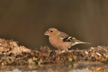 Orman zemininde kestane ağacı (Fringilla coelebs))