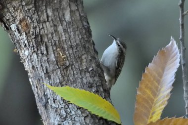Eski bir kütüğün üzerinde Avrasyalı ağaç bekçisi (Certhia familiaris)