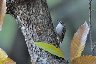 Eski bir kütüğün üzerinde Avrasyalı ağaç bekçisi (Certhia familiaris)