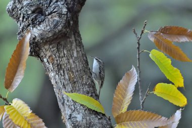 Eski bir kütüğün üzerinde Avrasyalı ağaç bekçisi (Certhia familiaris)