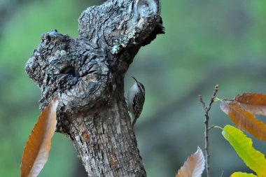 Eski bir kütüğün üzerinde Avrasyalı ağaç bekçisi (Certhia familiaris)