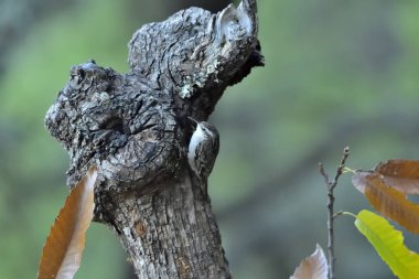 Eski bir kütüğün üzerinde Avrasyalı ağaç bekçisi (Certhia familiaris)