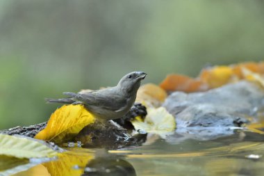 Orman gölünde su içilen yaygın çapraz fatura (Loxia curvirostra)