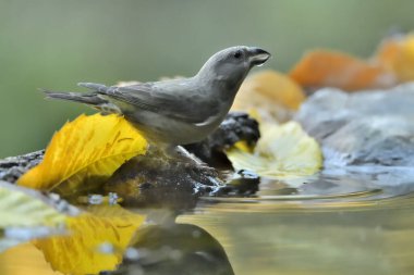 Orman gölünde su içilen yaygın çapraz fatura (Loxia curvirostra)