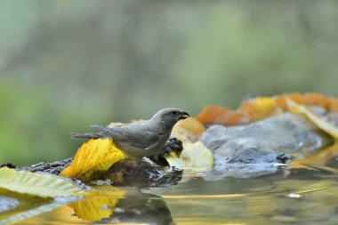 Orman gölünde su içilen yaygın çapraz fatura (Loxia curvirostra)