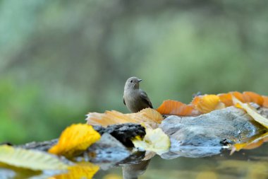 Orman zemininde dişi kızıl başlar (Phoenicurus ochruros)