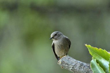 Orman zemininde dişi kızıl başlar (Phoenicurus ochruros)