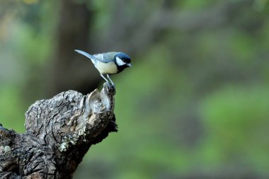 great tit in the forest (Parus major)
