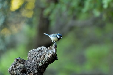 great tit in the forest (Parus major)