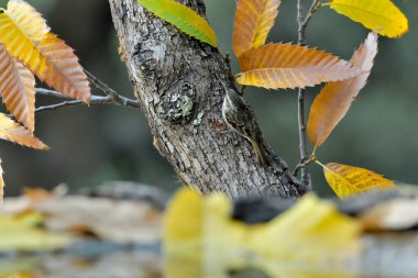 Eski bir kütüğün üzerinde Avrasyalı ağaç bekçisi (Certhia familiaris)