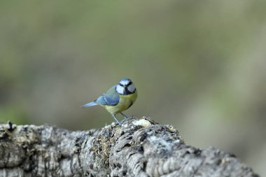 Blue tit perched on a dry log (Cyanistes caeruleus)