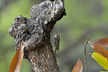 Eski bir kütüğün üzerinde Avrasyalı ağaç bekçisi (Certhia familiaris)