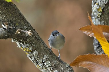 Park gölünde erkek siyah başlığı (Sylvia atricapilla)