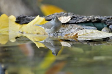 Park gölünde erkek siyah başlığı (Sylvia atricapilla)