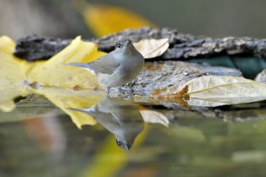 Park gölünde erkek siyah başlığı (Sylvia atricapilla)