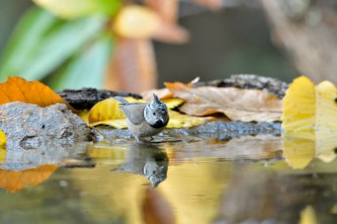 Capuchin tit bathing in the pond (Lophophanes cristatus)