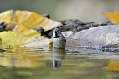 Capuchin tit bathing in the pond (Lophophanes cristatus)