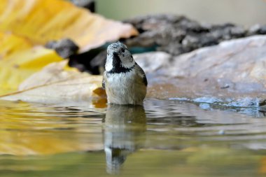 Capuchin tit bathing in the pond (Lophophanes cristatus)