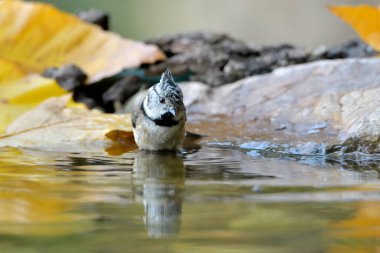 Capuchin tit bathing in the pond (Lophophanes cristatus)