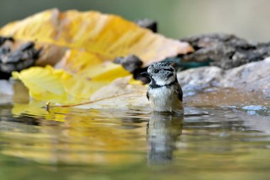 Capuchin tit bathing in the pond (Lophophanes cristatus)