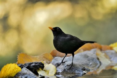 Siyah kuş yeşil tabanlı gölet taşlarının üzerine tünemişti (Turdus merula)