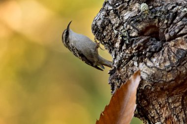 Eski bir kütüğün üzerinde Avrasyalı ağaç bekçisi (Certhia familiaris)