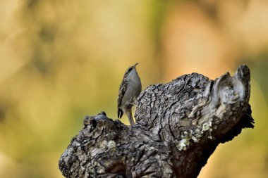 Eski bir kütüğün üzerinde Avrasyalı ağaç bekçisi (Certhia familiaris)