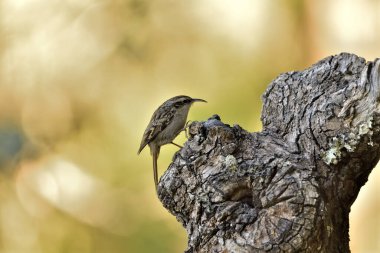 Eski bir kütüğün üzerinde Avrasyalı ağaç bekçisi (Certhia familiaris)