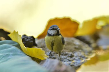 Blue tit perched on a pond stone (Cyanistes caeruleus)