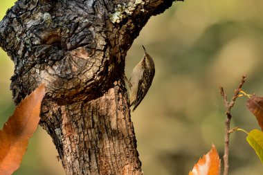 Eski bir kütüğün üzerinde Avrasyalı ağaç bekçisi (Certhia familiaris)