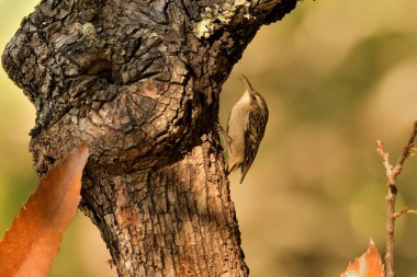 Eski bir kütüğün üzerinde Avrasyalı ağaç bekçisi (Certhia familiaris)